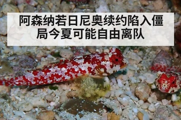 阿森纳若日尼奥续约陷入僵局今夏可能自由离队